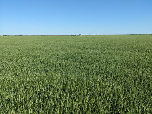 Irrigated Spring Wheat Flowering. Full image view opens in a new window.